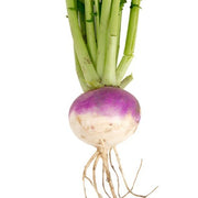 Purple Top White Globe Turnip