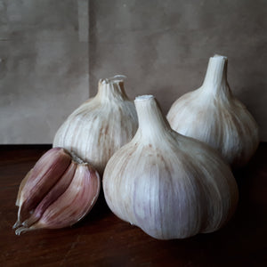 Russian Red, Organic Seed Garlic