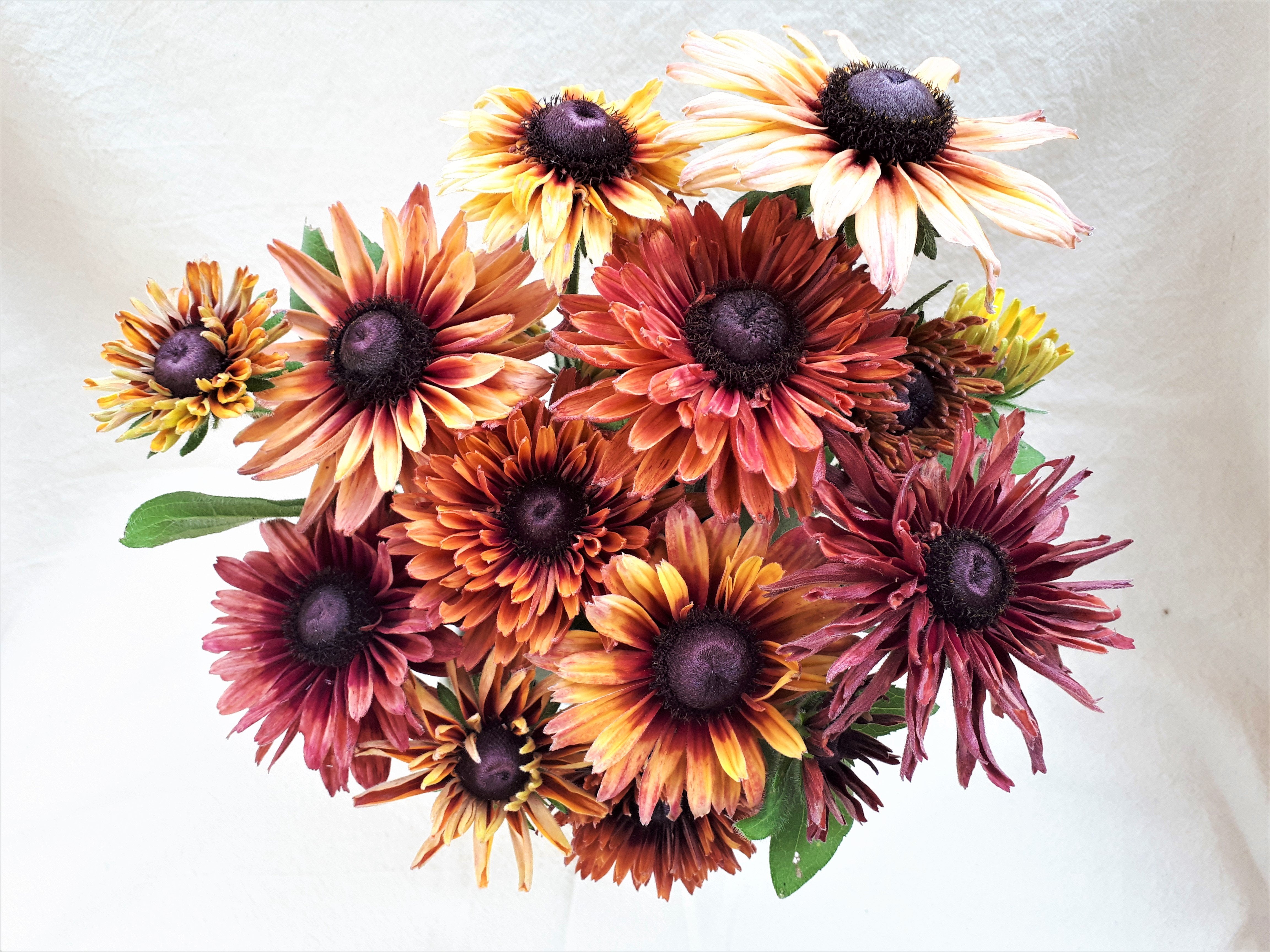 Black-Eyed Susan - Sahara