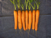 Scarlet Nantes Carrot
