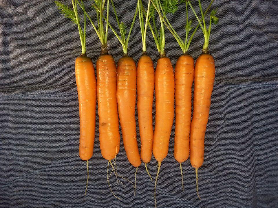 Scarlet Nantes Carrot
