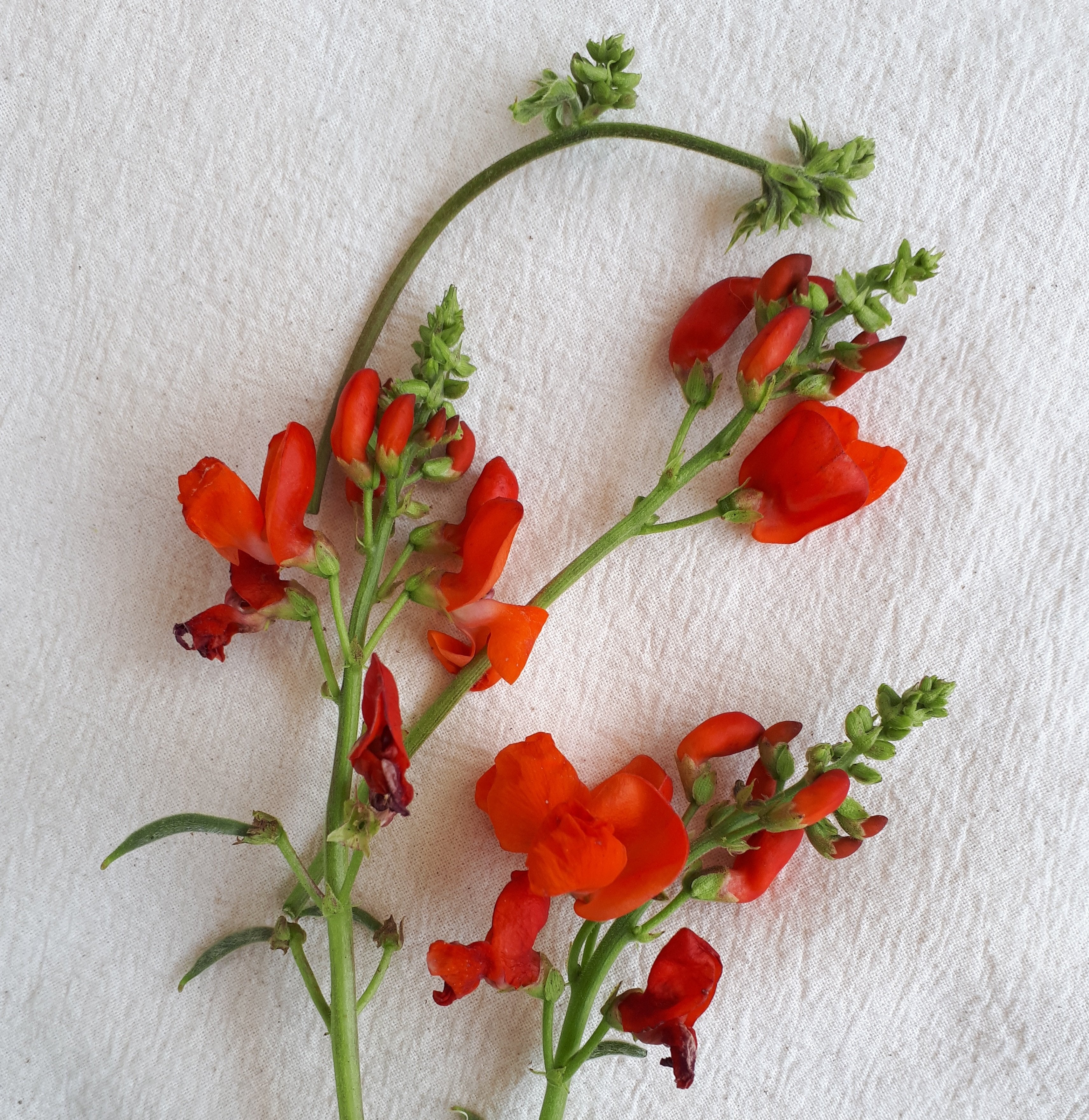Scarlet Runner Bean