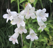 Smooth Beardtongue