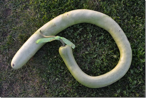 Snake Gourd