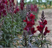 Snapdragon - Black Prince