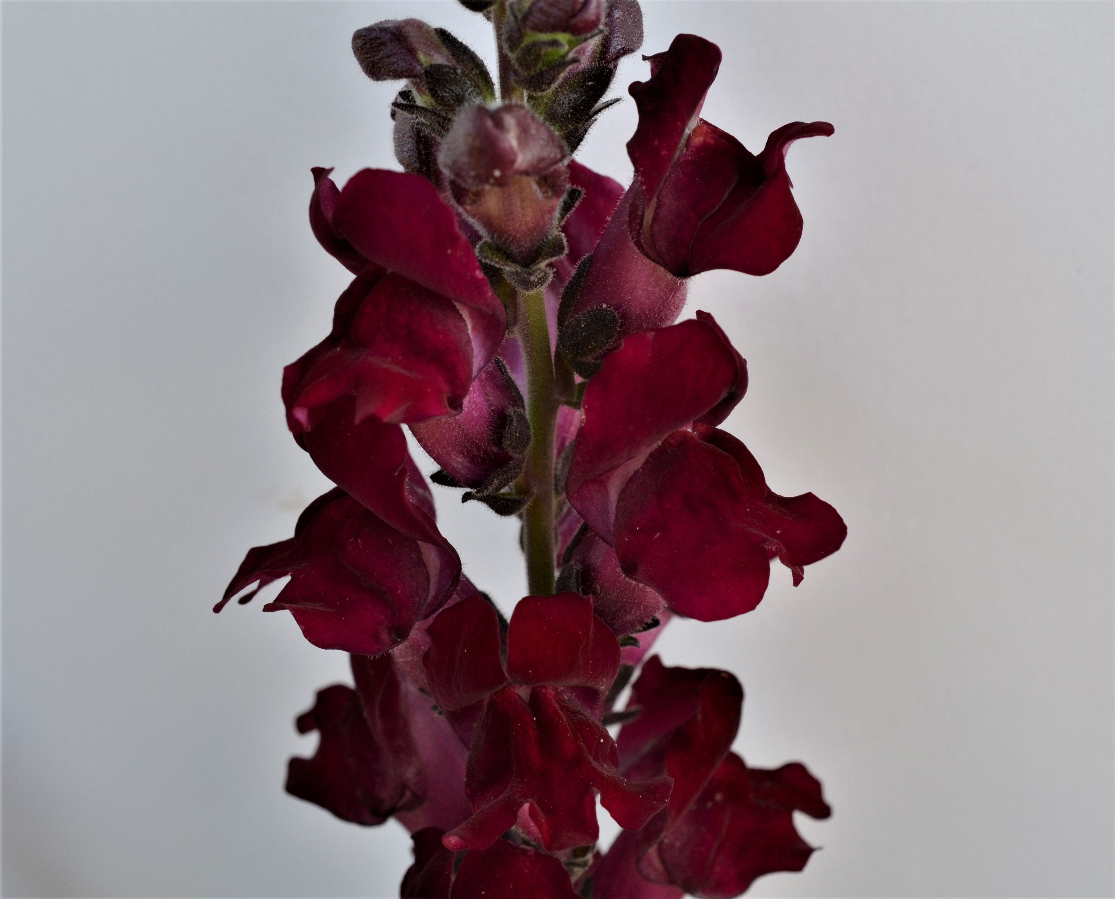 Snapdragon - Black Prince