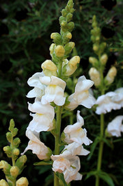 Snapdragon - Royal Bride