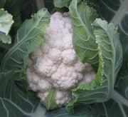 Snowball Cauliflower