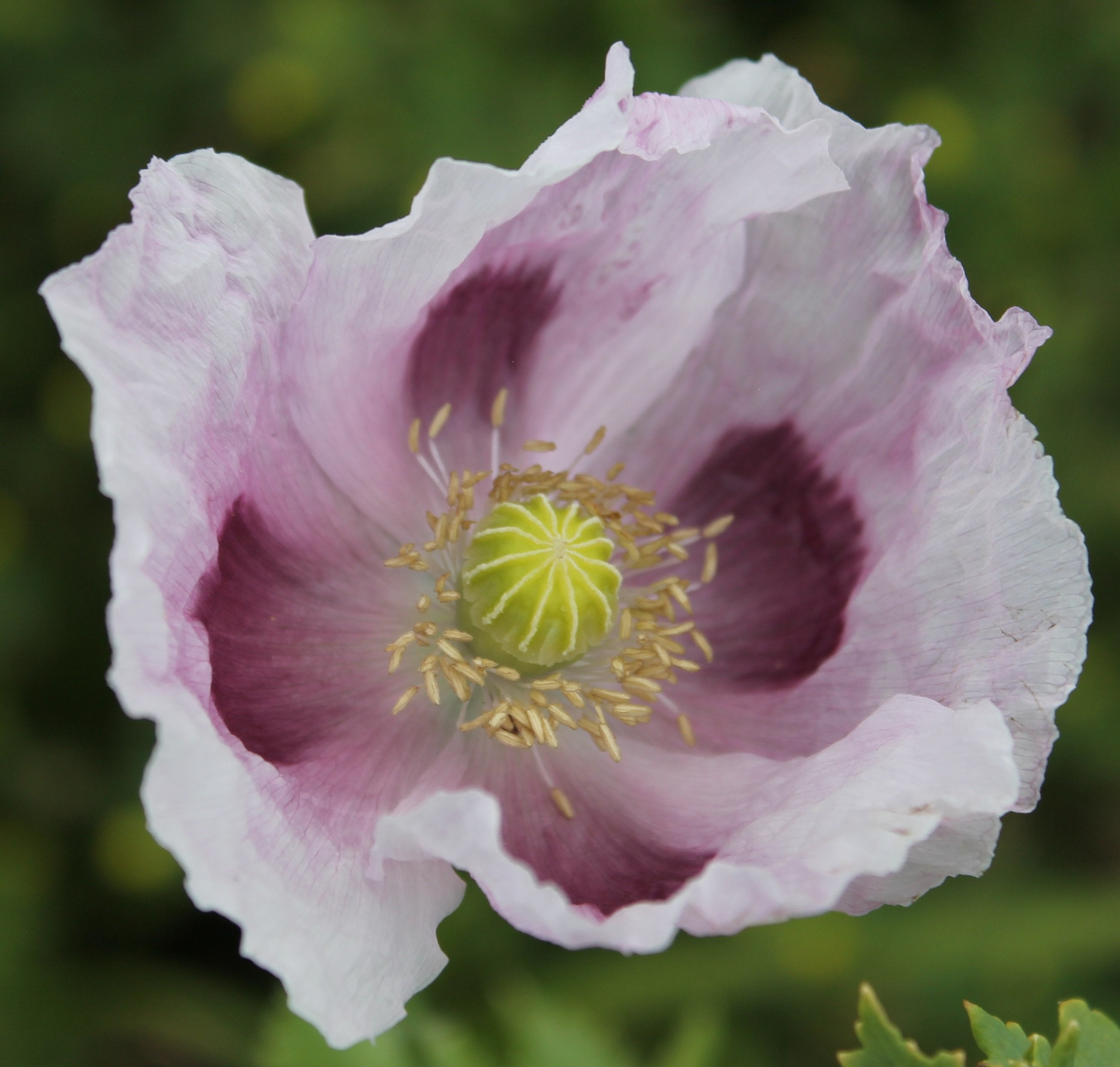 Poppy - Sokol White Breadseed