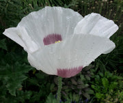 Poppy - Sokol White Breadseed