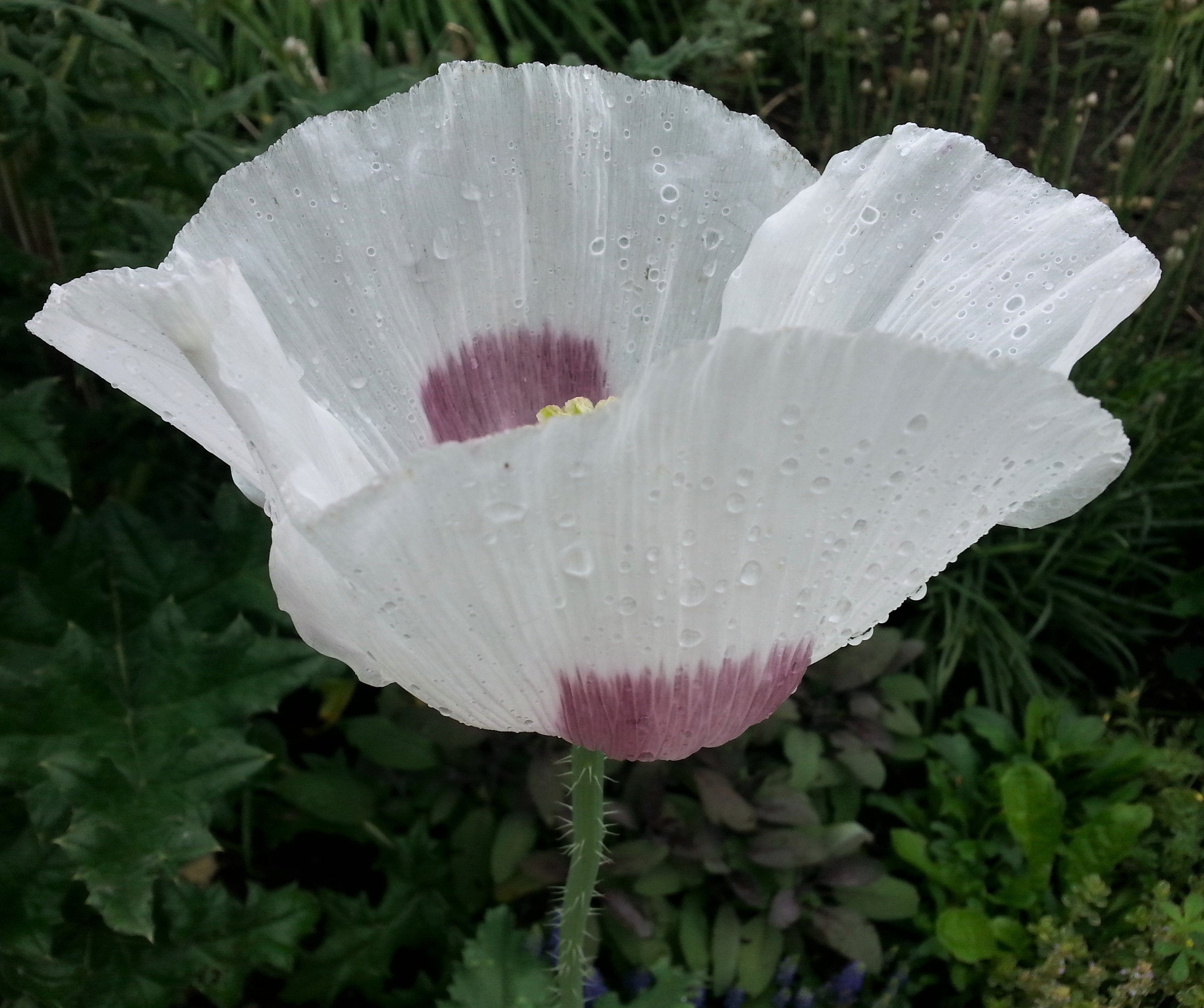 Poppy - Sokol White Breadseed