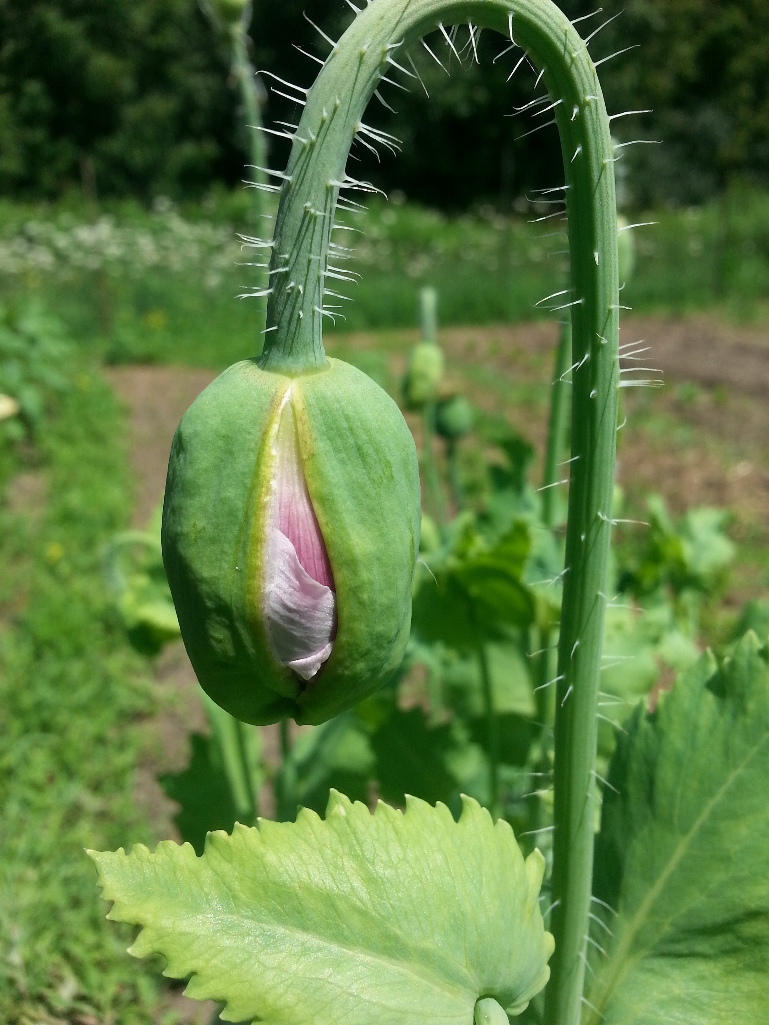 Poppy - Sokol White Breadseed