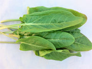 Sorrel