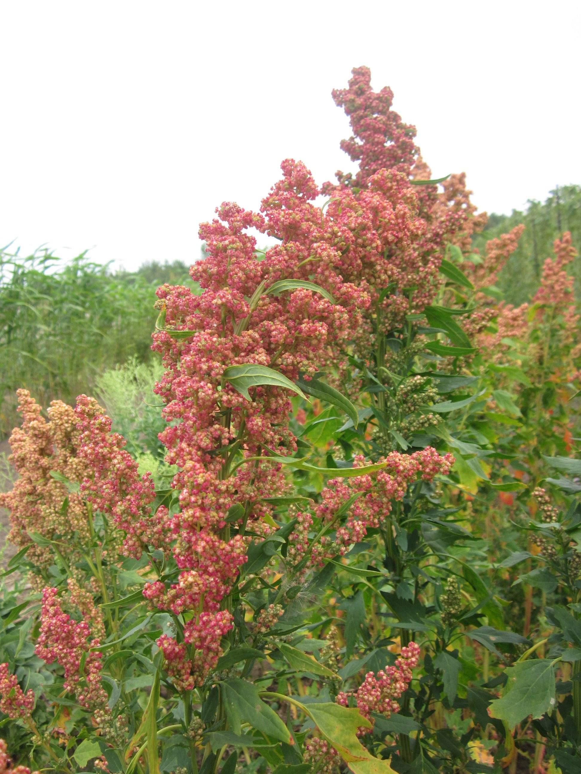 Cherry Vanilla Quinoa