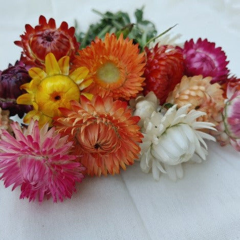 Strawflower - Cutting Mix