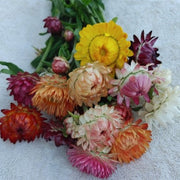 Strawflower - Cutting Mix