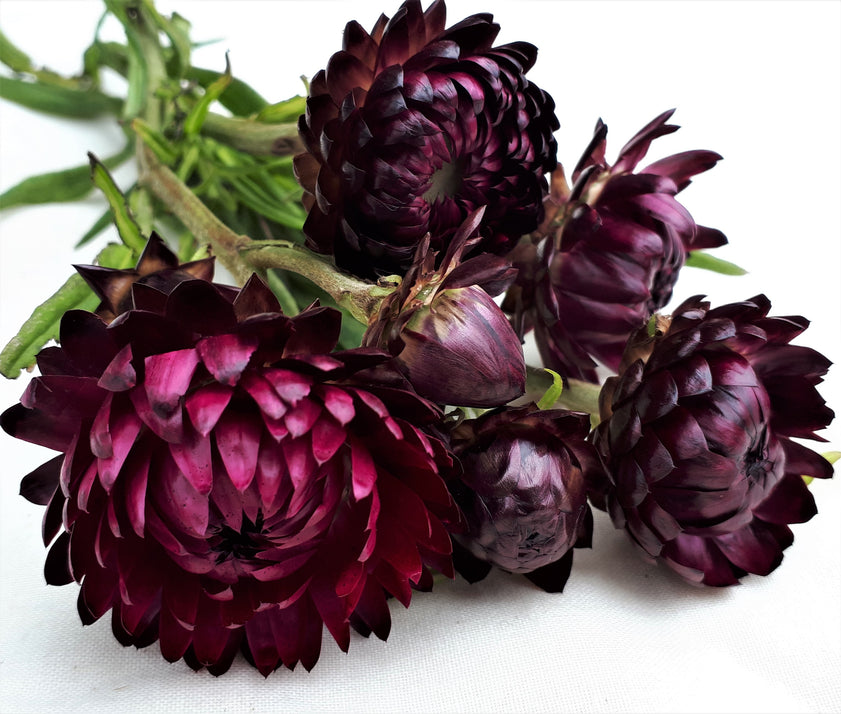 Strawflower - Purple Red