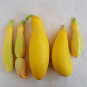 Success PMR Straightneck