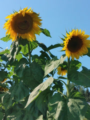 Sunflower - Mammoth Russian