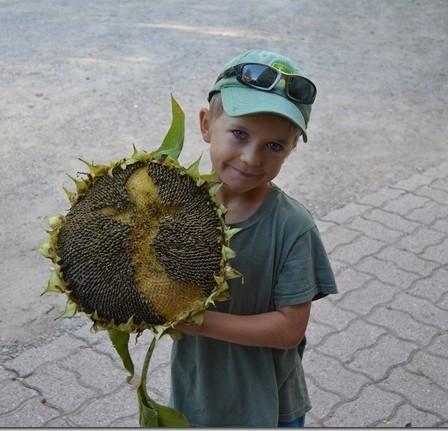 Sunflower - Mammoth Russian