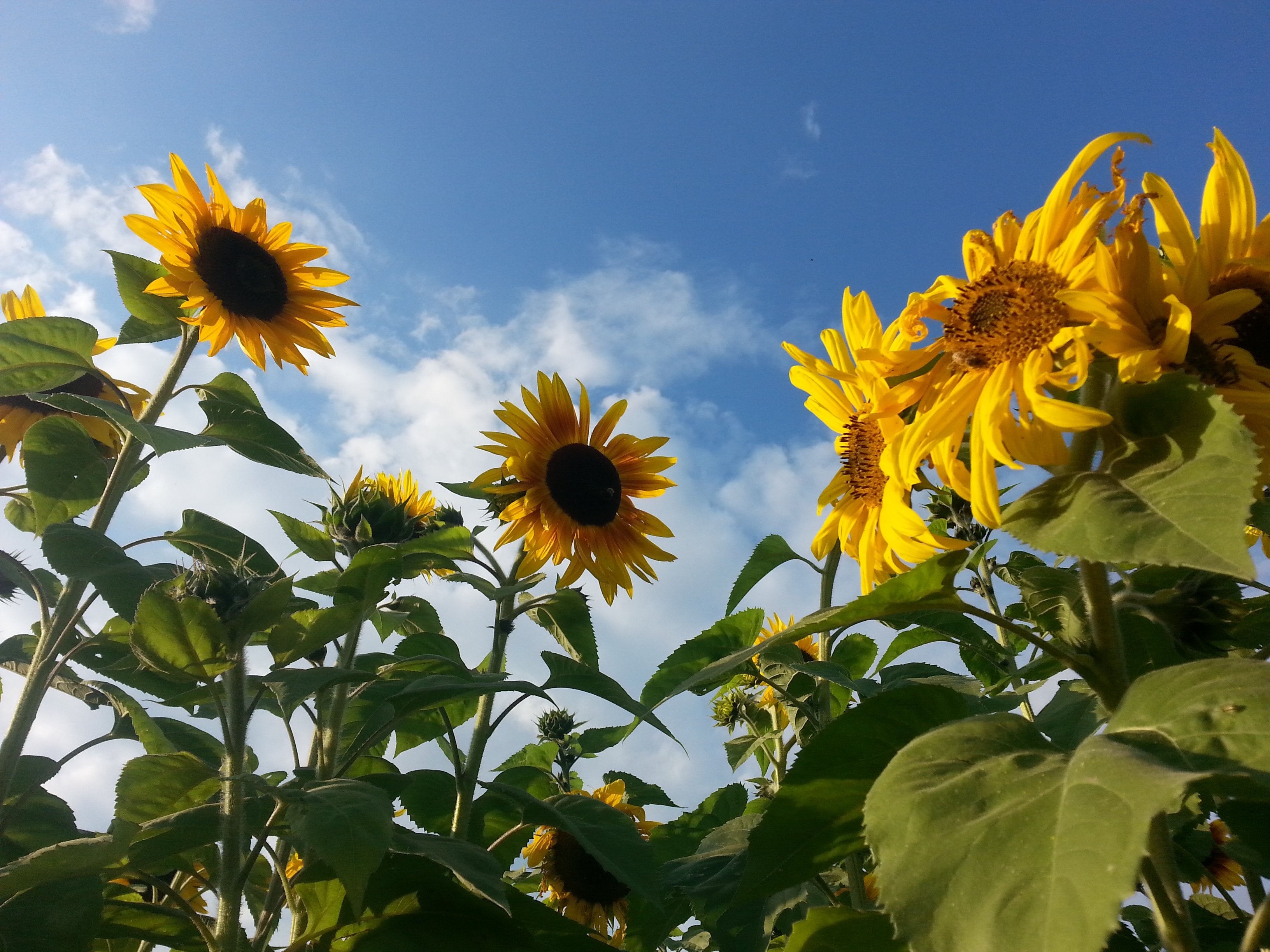 Sunflower - Mammoth Russian