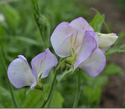 Sweet Pea - April in Paris