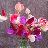 Sweet Pea - Old Spice Mix