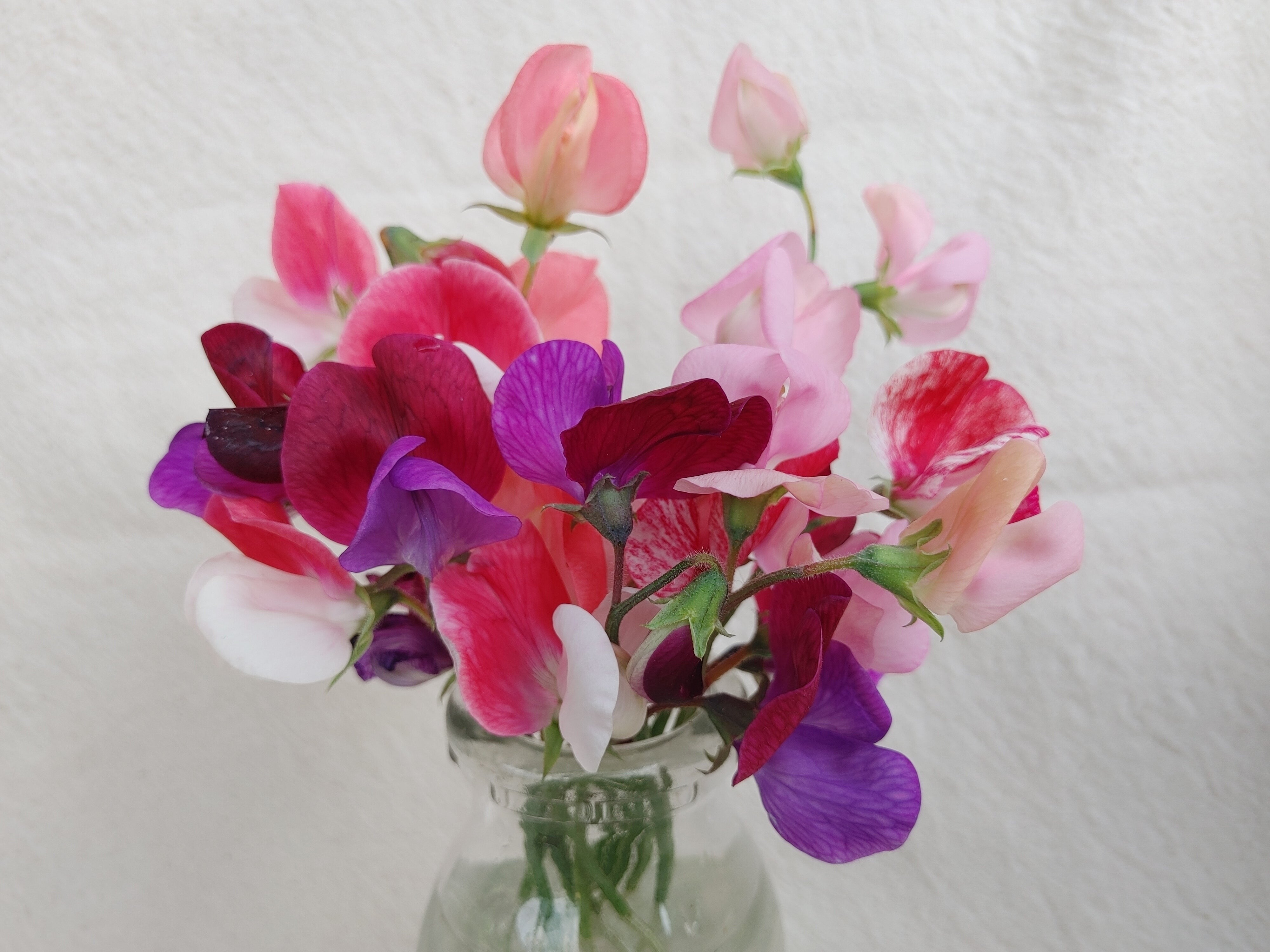 Sweet Pea - Old Spice Mix