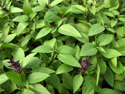 Sweet Thai Asian Basil