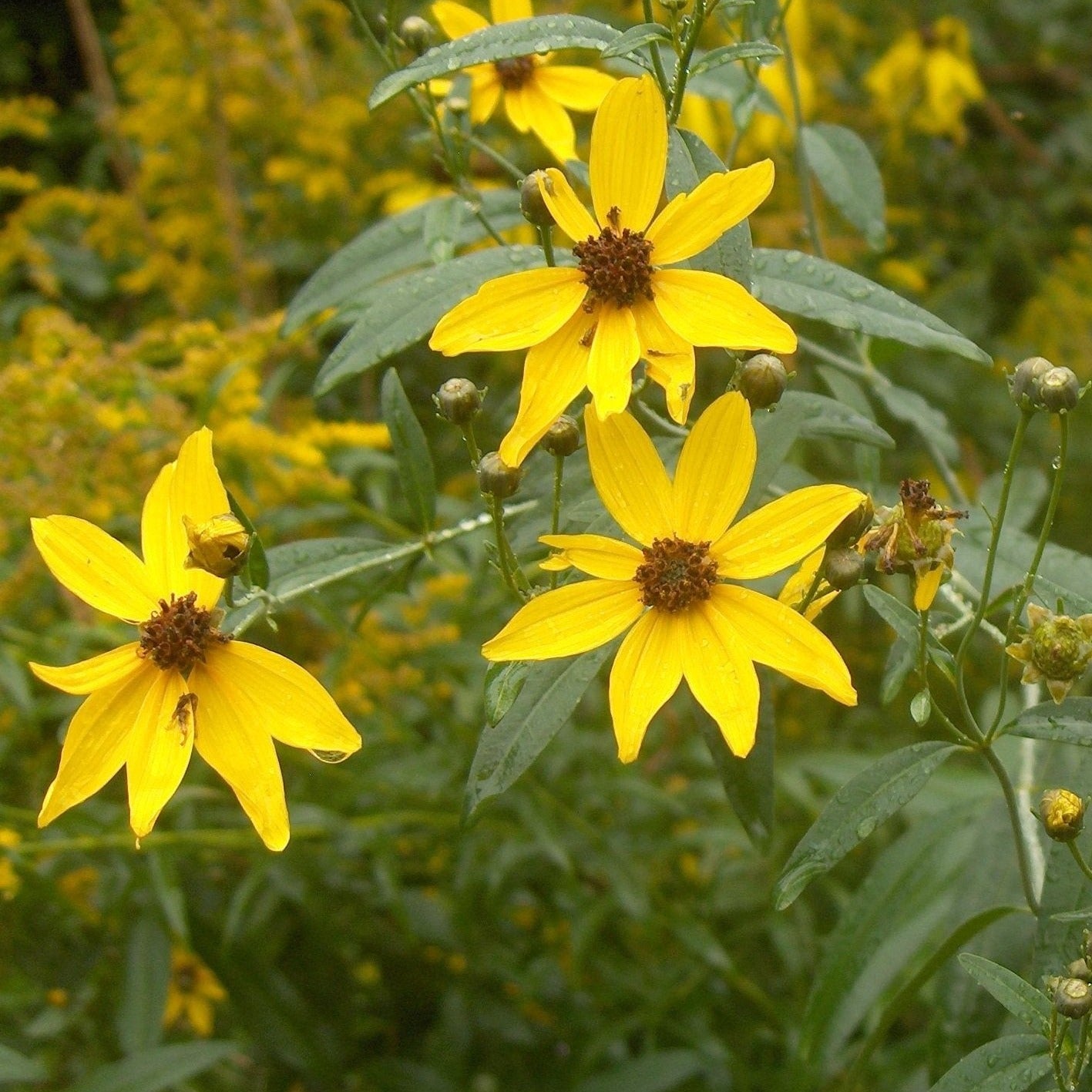 Tall Coreopsis
