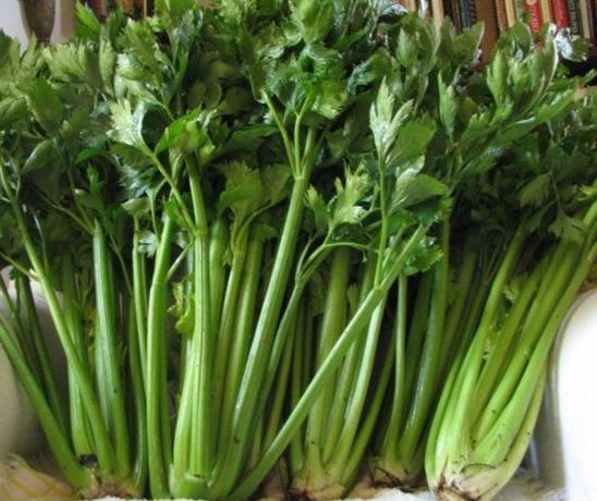 Celery