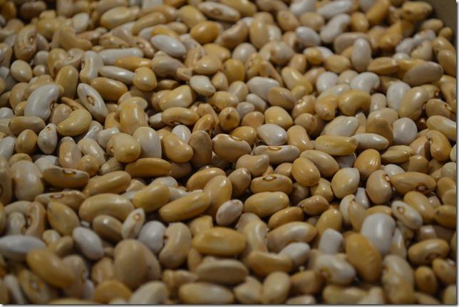 Tanya's Pink Pod Bush Bean