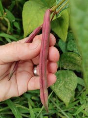 Tanya's Pink Pod Bush Bean