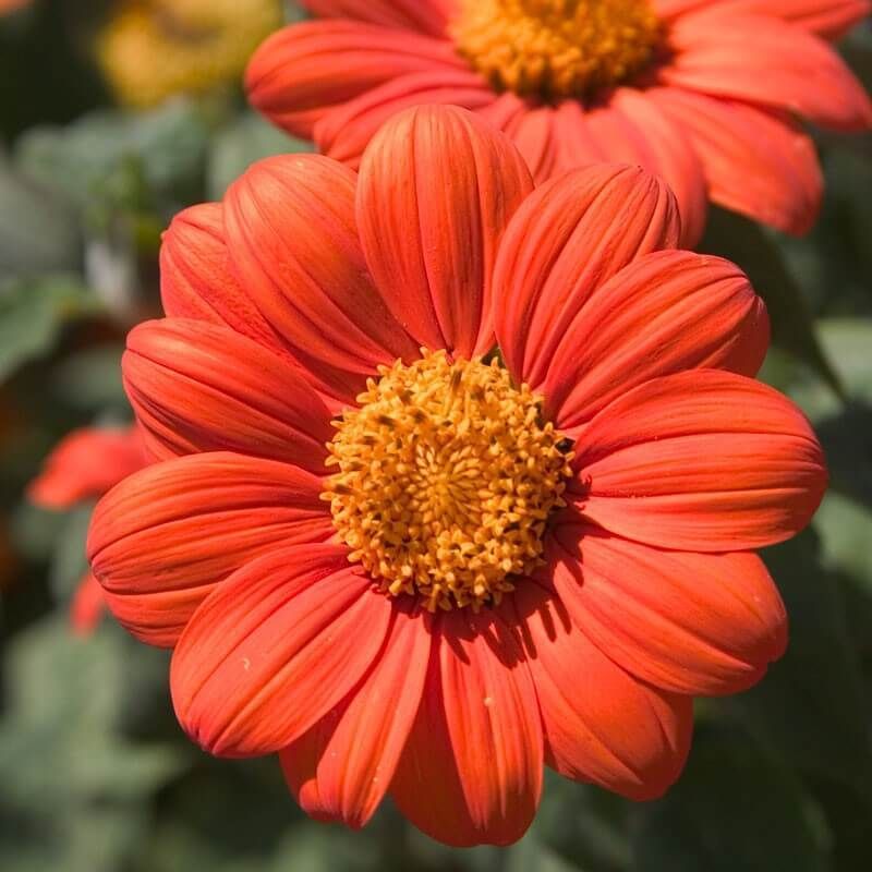 Sunflower, Mexican aka Tithonia 'Torchlight'