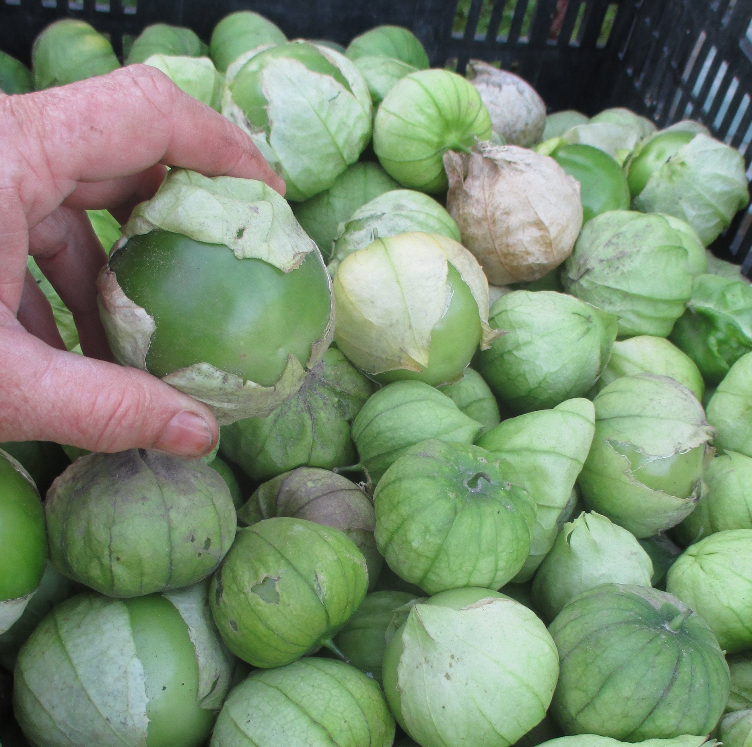 Toma Verde Tomatillo
