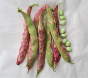 Tongue of Fire Dry Bean