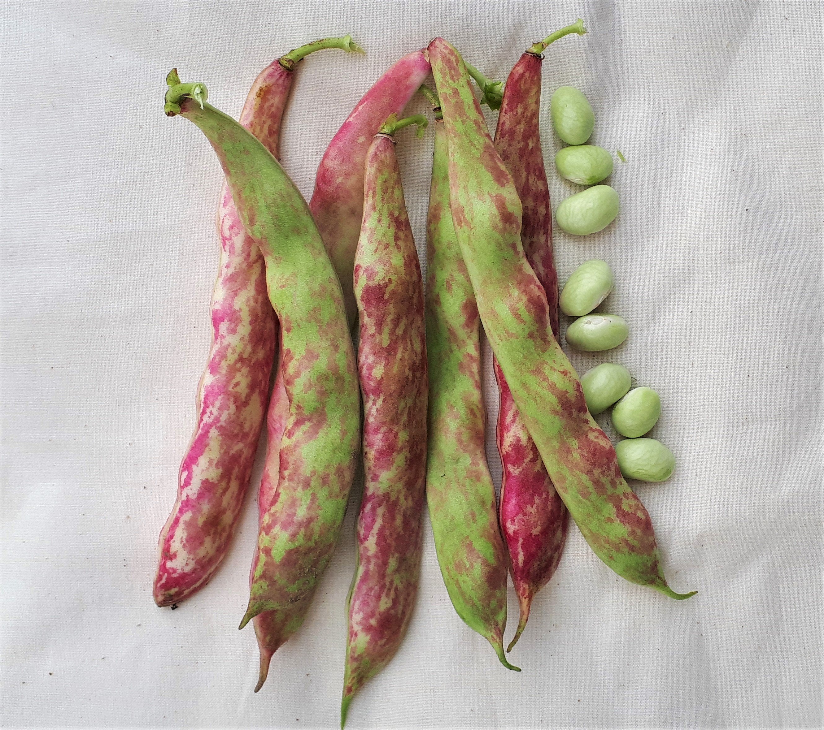 Tongue of Fire Dry Bean