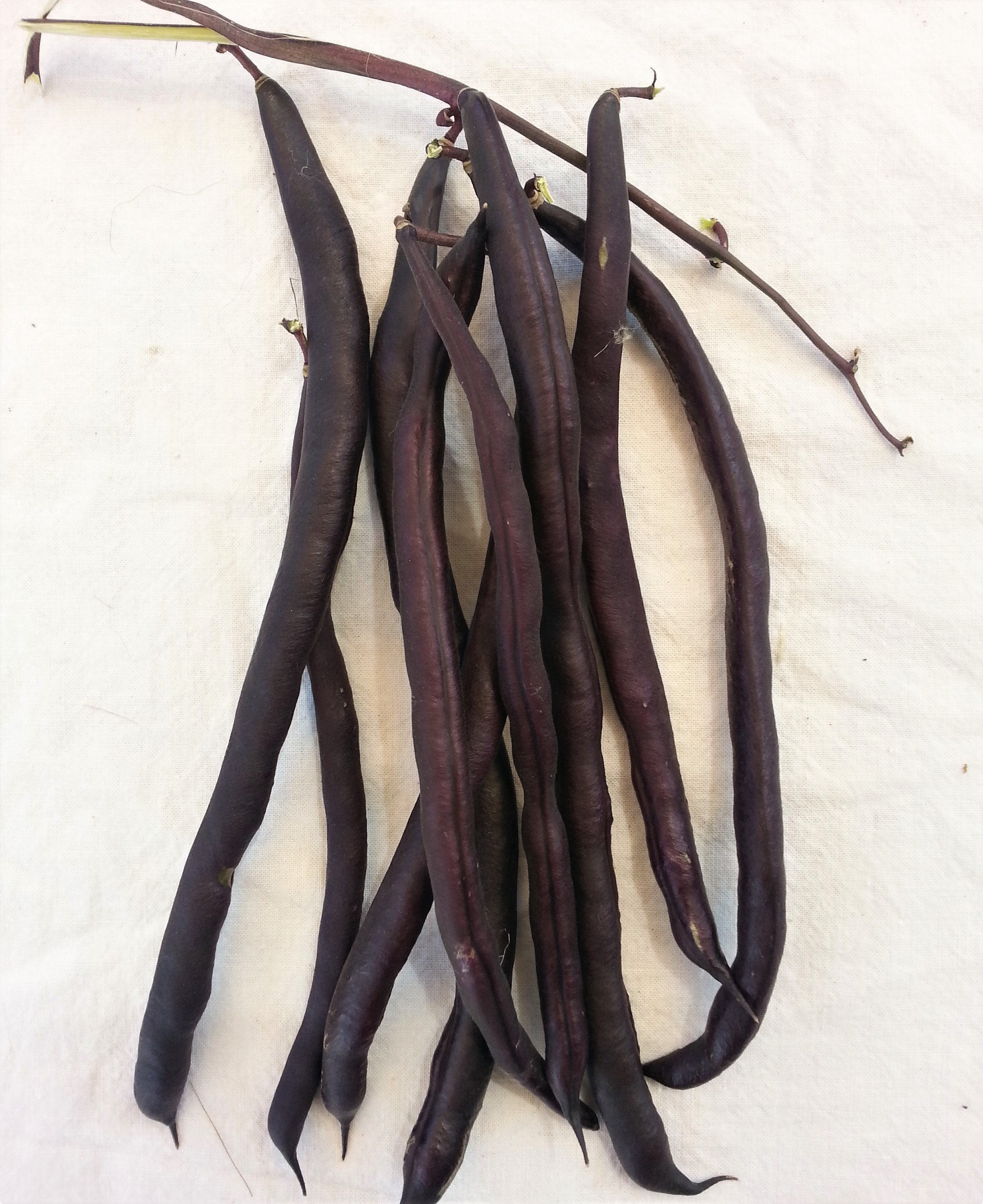Trionfo Violetto Pole Bean