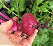 Scarlet Ohno Revival