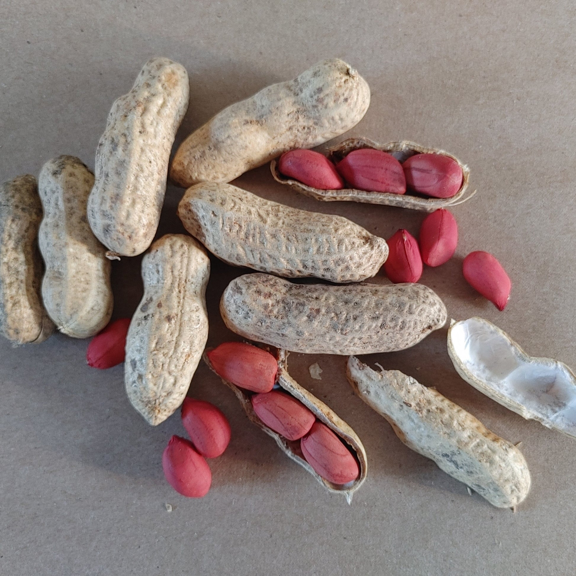 valencia peanut seeds for planting Valencia Peanut