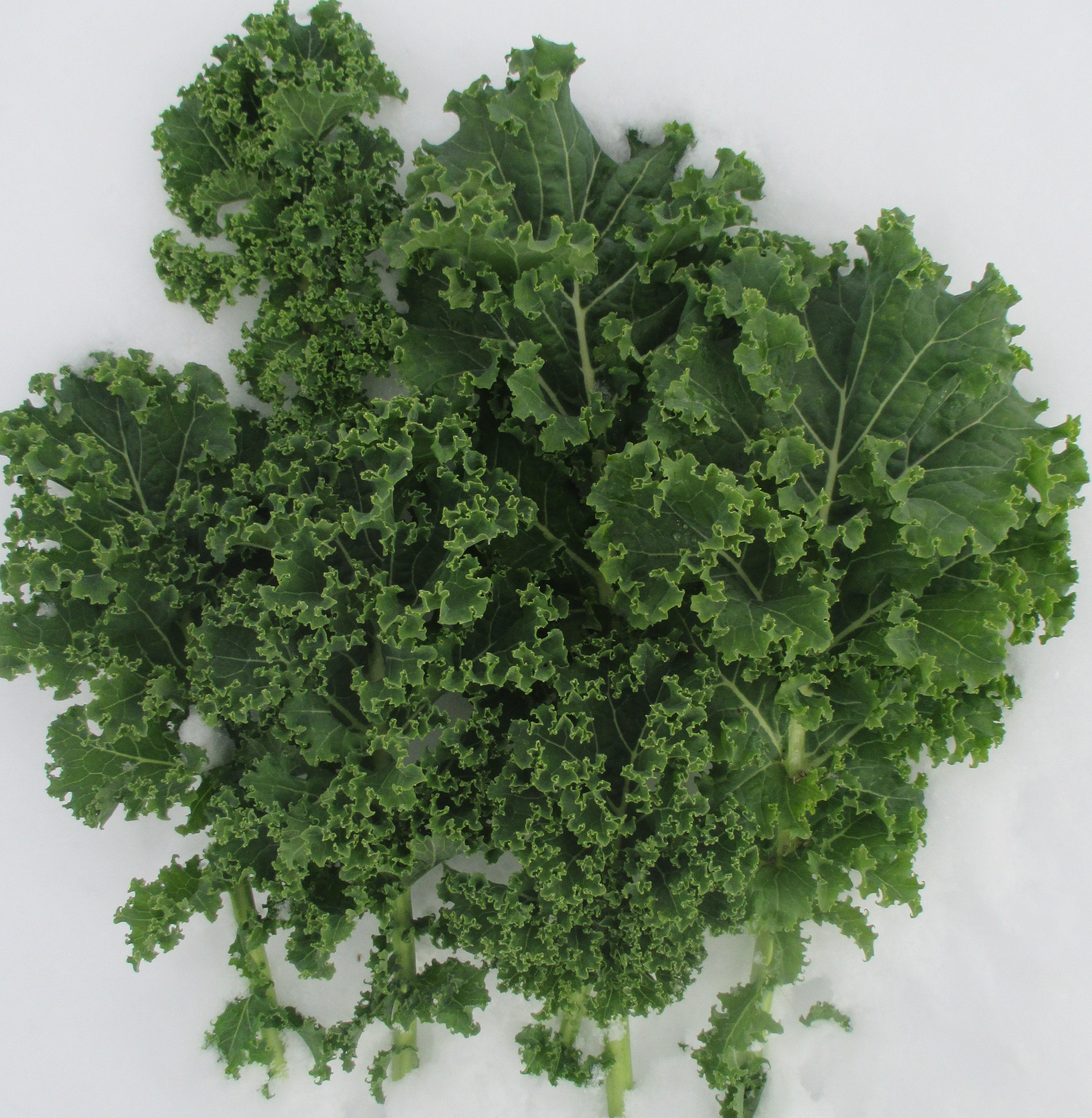 Vates Blue Curled - Back in February 2025