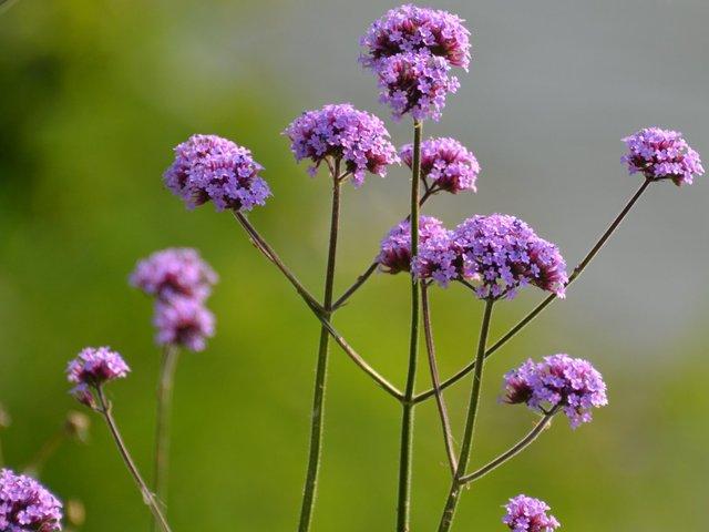 Verbena bonariensis