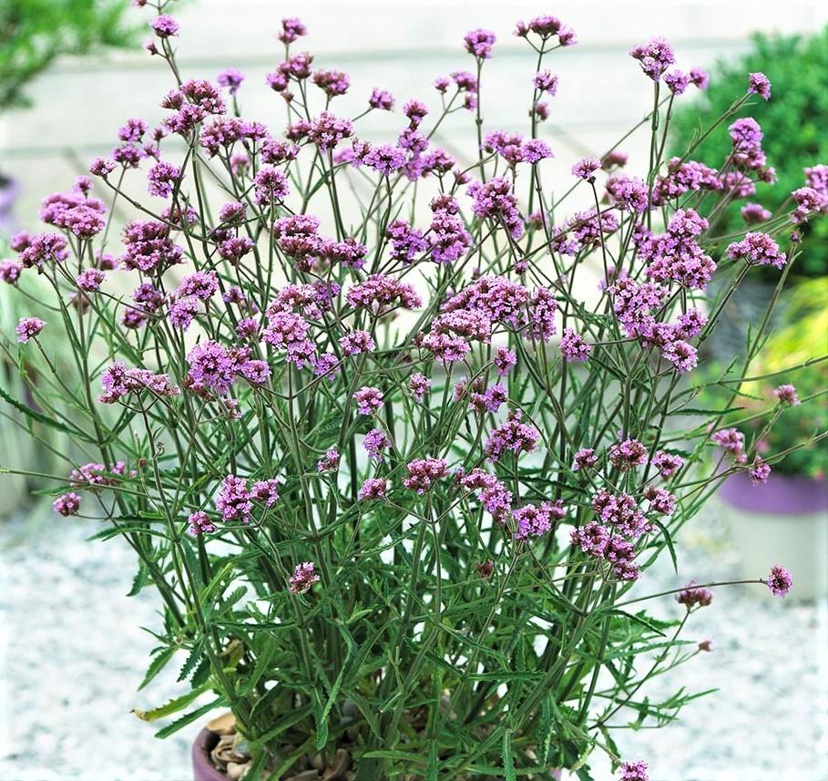 Verbena bonariensis