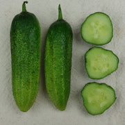 Vorgebirg-Strauben Pickling Cucumber