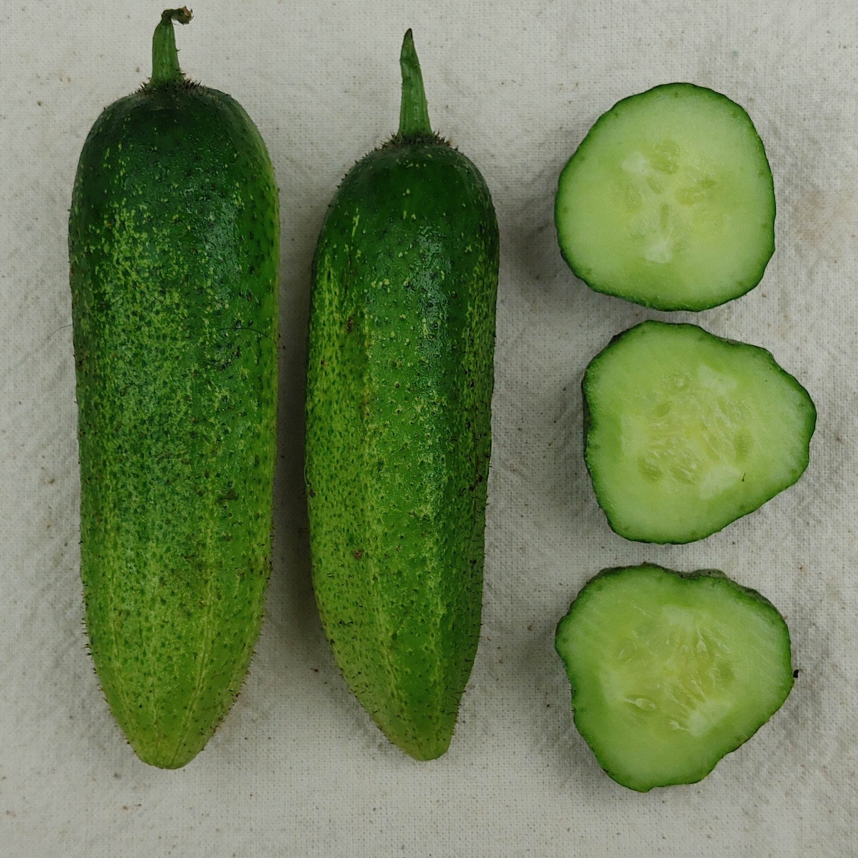 Vorgebirg-Strauben Pickling Cucumber