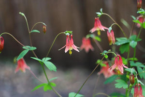 Columbine - Wild