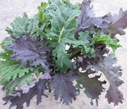 Wild Garden Kale Mix