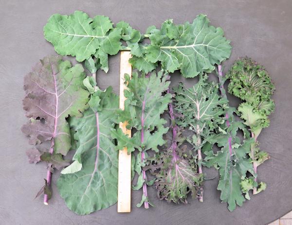 Wild Garden Kale Mix