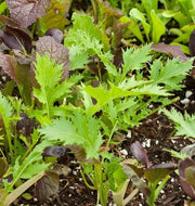 Wild Garden Mild Mustard Mix