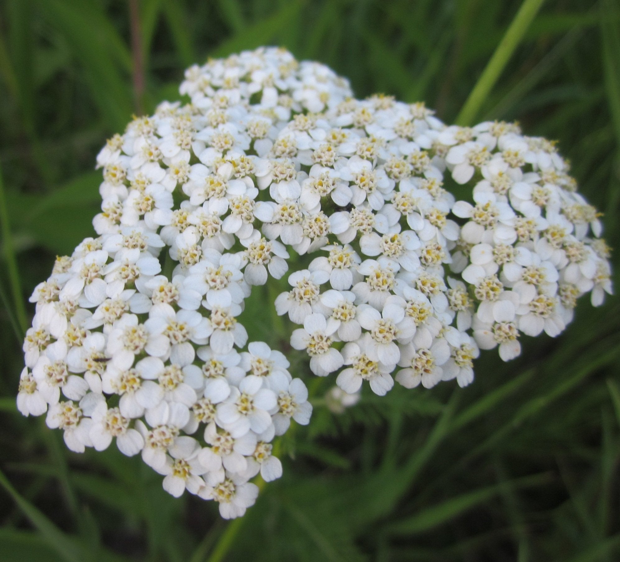 Yarrow - Common White